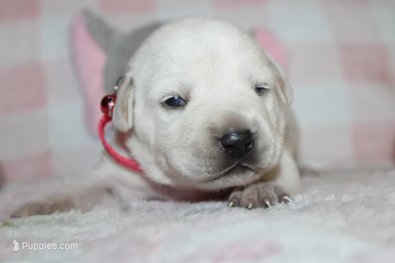 Susie – Labrador Retriever, English Cream Golden Retriever puppy for sale in Kansas City, MO