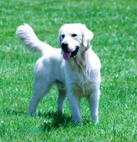 Upcoming Litter! Show quality!, a  English Cream Golden Retriever for sale in Kansas City, MO – 9 of 9
