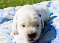 Cooper, a male English Cream Golden Retriever for sale in Kansas City, MO – 6 of 9