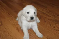 4th choice male, a male English Cream Golden Retriever for sale in Kansas City, MO – 6 of 10