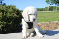 Dreamy Creams, a  English Cream Golden Retriever for sale in Kansas City, MO – 6 of 10