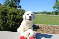 Chester, a male English Cream Golden Retriever for sale in Kansas City, MO – 2 of 10