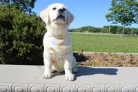 Chester, a male English Cream Golden Retriever for sale in Kansas City, MO – 10 of 10