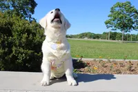 Chester, a male English Cream Golden Retriever for sale in Kansas City, MO – 8 of 10