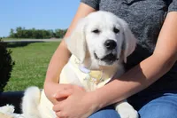 Chester, a male English Cream Golden Retriever for sale in Kansas City, MO – 1 of 10