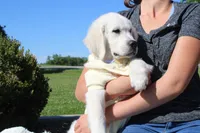 Chester, a male English Cream Golden Retriever for sale in Kansas City, MO – 3 of 10