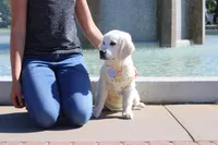 Chester, a male English Cream Golden Retriever for sale in Kansas City, MO – 6 of 10