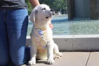 Chester, a male English Cream Golden Retriever for sale in Kansas City, MO – 4 of 10