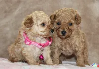 Danielle, a female Poodle - Toy  for sale in Kansas City, MO – Photo 6 of 10