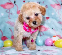 Tiny Danielle, a female Poodle - Toy  for sale in Kansas City, MO – Photo 7 of 9