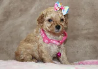 Danielle, a female Poodle - Toy  for sale in Kansas City, MO – Photo 4 of 10