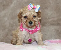 Danielle, a female Poodle - Toy  for sale in Kansas City, MO – Photo 1 of 10