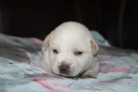 Obie  (Reserved), a male Beagle and Miniature Australian Shepherd for sale in Kansas City, MO – Photo 8 of 10
