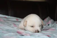 Obie  (Reserved), a male Beagle and Miniature Australian Shepherd for sale in Kansas City, MO – Photo 3 of 10