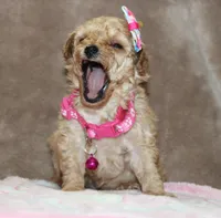 Danielle, a female Poodle - Toy  for sale in Kansas City, MO – Photo 2 of 10