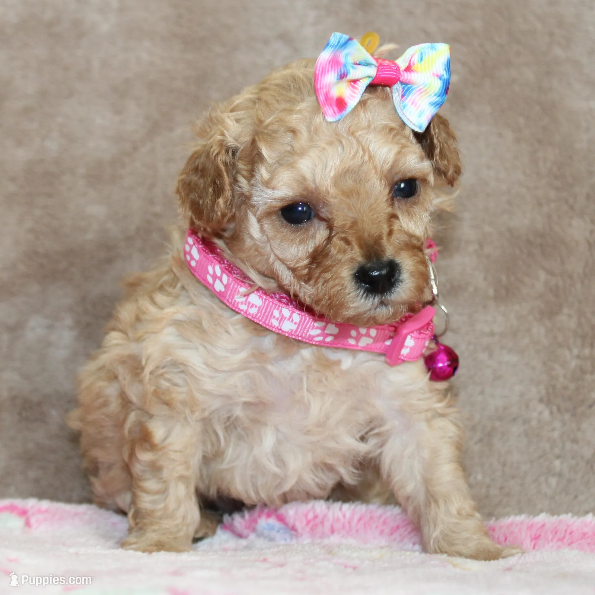 Danielle, a female Poodle - Toy  for sale in Kansas City, MO – Photo 9 of 10