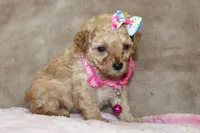 Danielle, a female Poodle - Toy  for sale in Kansas City, MO – Photo 7 of 10