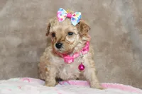 Danielle, a female Poodle - Toy  for sale in Kansas City, MO – Photo 10 of 10