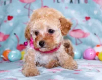 Tiny Danielle, a female Poodle - Toy  for sale in Kansas City, MO – Photo 3 of 9