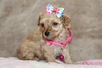 Danielle, a female Poodle - Toy  for sale in Kansas City, MO – Photo 3 of 10