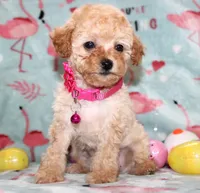 Tiny Danielle, a female Poodle - Toy  for sale in Kansas City, MO – Photo 8 of 9