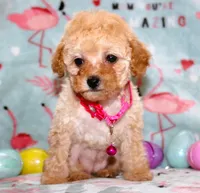 Tiny Danielle, a female Poodle - Toy  for sale in Kansas City, MO – Photo 5 of 9