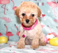 Tiny Danielle, a female Poodle - Toy  for sale in Kansas City, MO – Photo 6 of 9