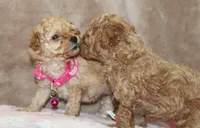 Danielle, a female Poodle - Toy  for sale in Kansas City, MO – Photo 5 of 10