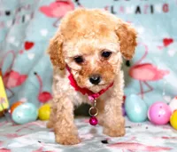 Tiny Danielle, a female Poodle - Toy  for sale in Kansas City, MO – Photo 9 of 9