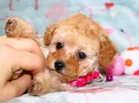Tiny Danielle, a female Poodle - Toy  for sale in Kansas City, MO – Photo 4 of 9