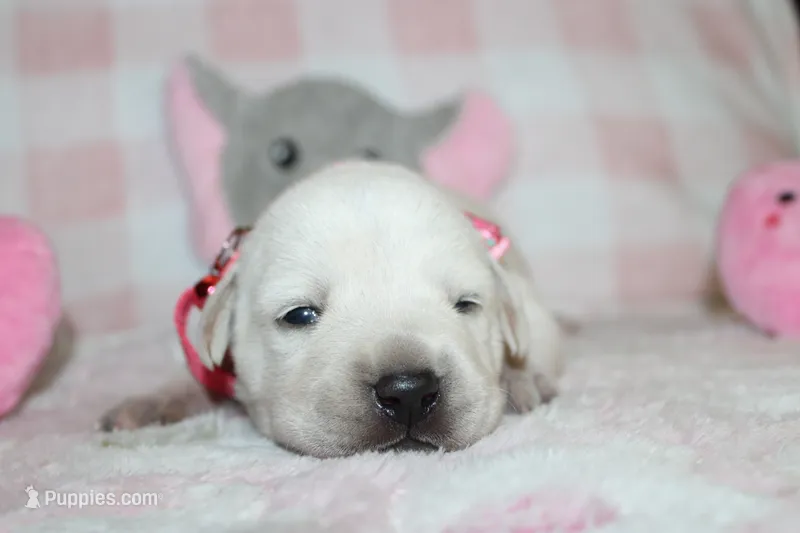 Dolly – Labrador Retriever, English Cream Golden Retriever puppy for sale in Kansas City, MO