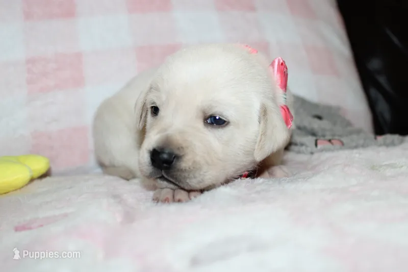 Dolly – Labrador Retriever, English Cream Golden Retriever puppy for sale in Kansas City, MO
