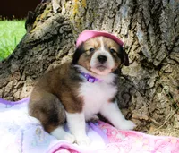 Trixie, a female Miniature Australian Shepherd for sale in Kansas City, MO – 5 of 5