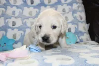 4th choice male, a male English Cream Golden Retriever for sale in Kansas City, MO – 9 of 10