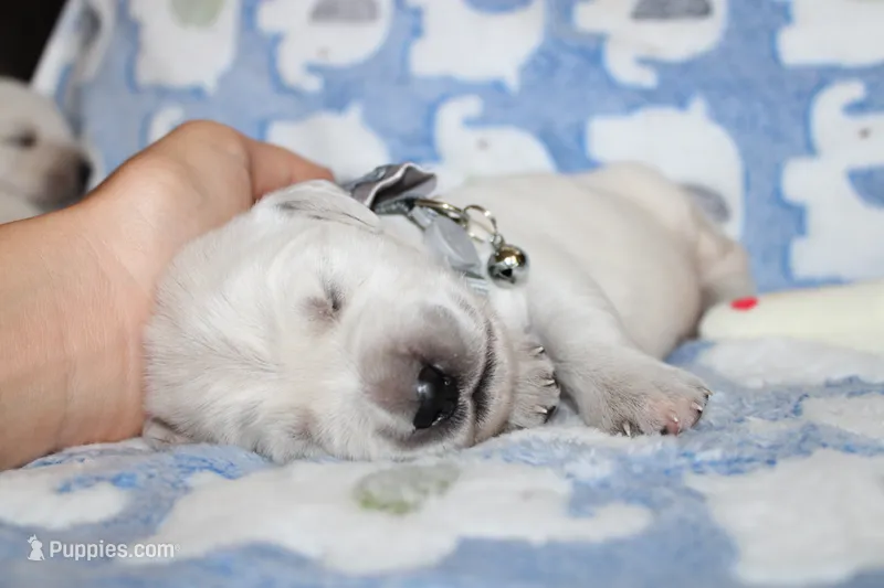 4th choice male – English Cream Golden Retriever puppy for sale in Kansas City, MO