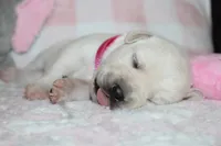 Dolly, a female Labrador Retriever and English Cream Golden Retriever for sale in Kansas City, MO – 3 of 7