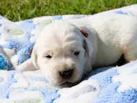 Cooper, a male English Cream Golden Retriever for sale in Kansas City, MO – 9 of 9