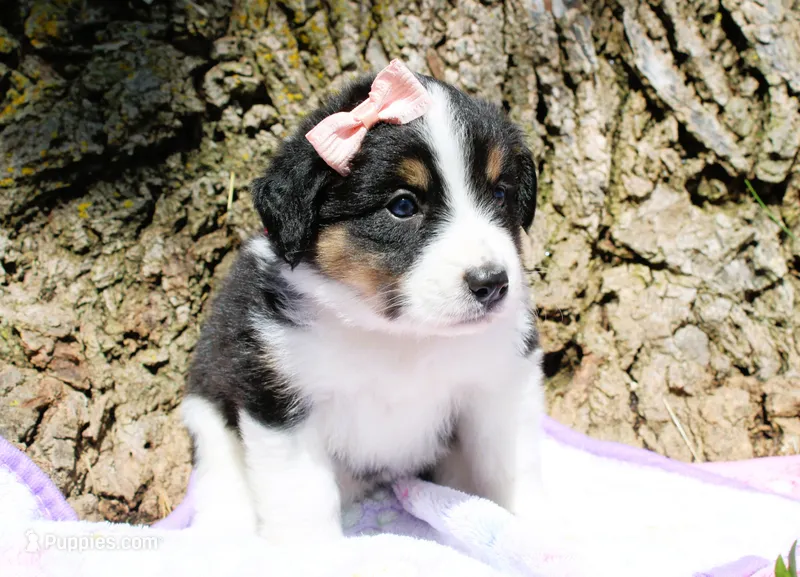 Cookie🥰 – Miniature Australian Shepherd puppy for sale in Kansas City, MO