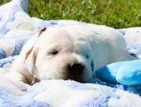 Cooper, a male English Cream Golden Retriever for sale in Kansas City, MO – 7 of 9