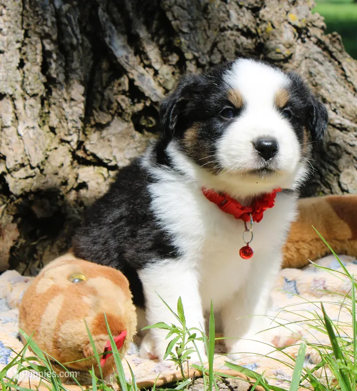 Ranger – Miniature Australian Shepherd puppy for sale in Kansas City, MO