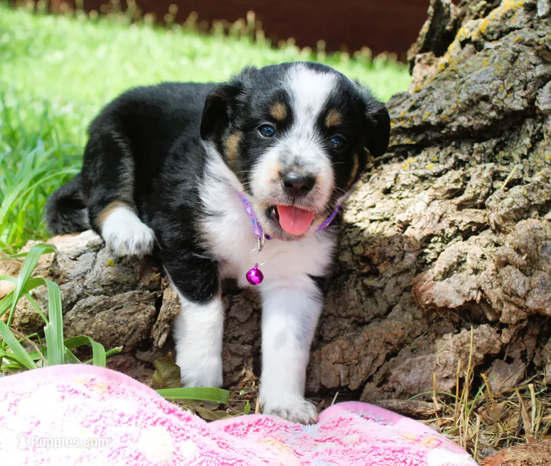 Freckles – Miniature Australian Shepherd puppy for sale in Kansas City, MO