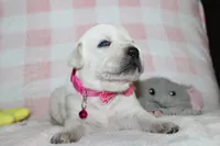 Susie, a female Labrador Retriever and English Cream Golden Retriever for sale in Kansas City, MO – 2 of 9