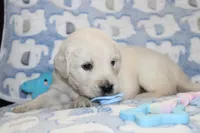4th choice male, a male English Cream Golden Retriever for sale in Kansas City, MO – 8 of 10