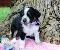 Freckles, a female Miniature Australian Shepherd for sale in Kansas City, MO – 2 of 5