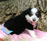 Jessie, a female Miniature Australian Shepherd for sale in Kansas City, MO – 3 of 3
