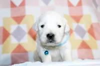 Golden Dreams!💝💖, a  English Cream Golden Retriever for sale in Kansas City, MO – 9 of 10