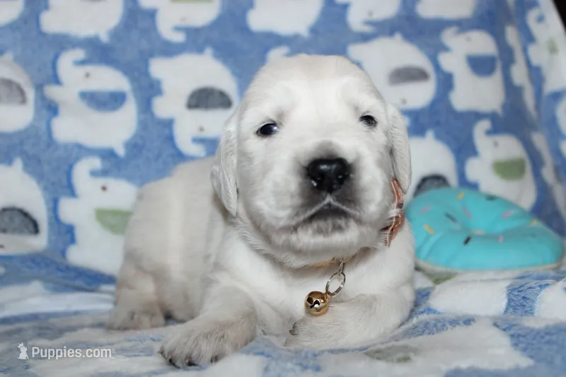 4th choice male – English Cream Golden Retriever puppy for sale in Kansas City, MO