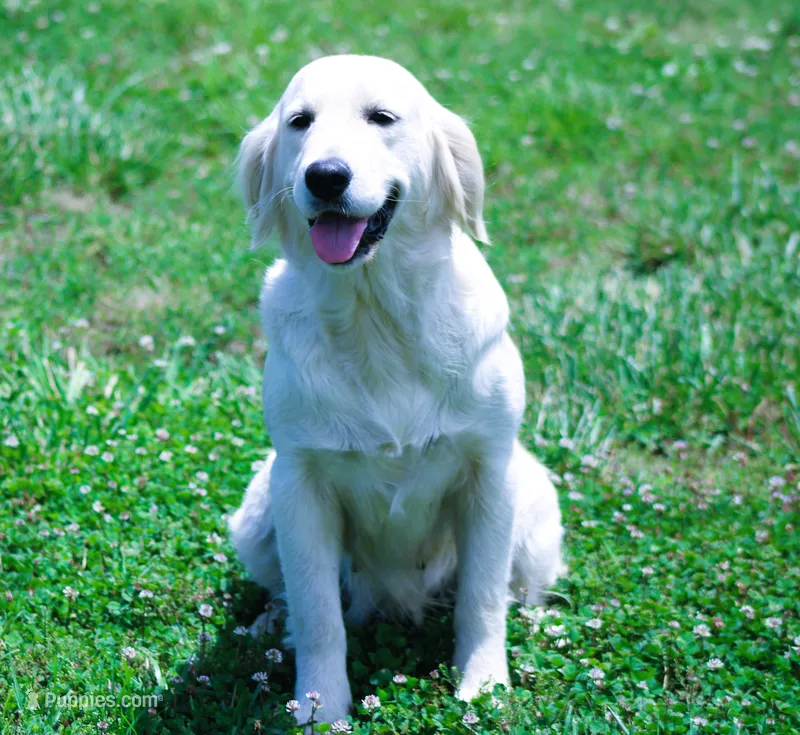 Upcoming Litter! Show quality! – English Cream Golden Retriever puppy for sale in Kansas City, MO