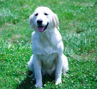 Upcoming Litter! Show quality!, a  English Cream Golden Retriever for sale in Kansas City, MO – 1 of 9