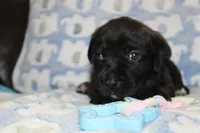 River, a male Labrador Retriever and English Cream Golden Retriever for sale in Kansas City, MO – 3 of 6